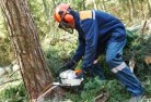 Paupongtree-cutting-services-21.jpg; ?>